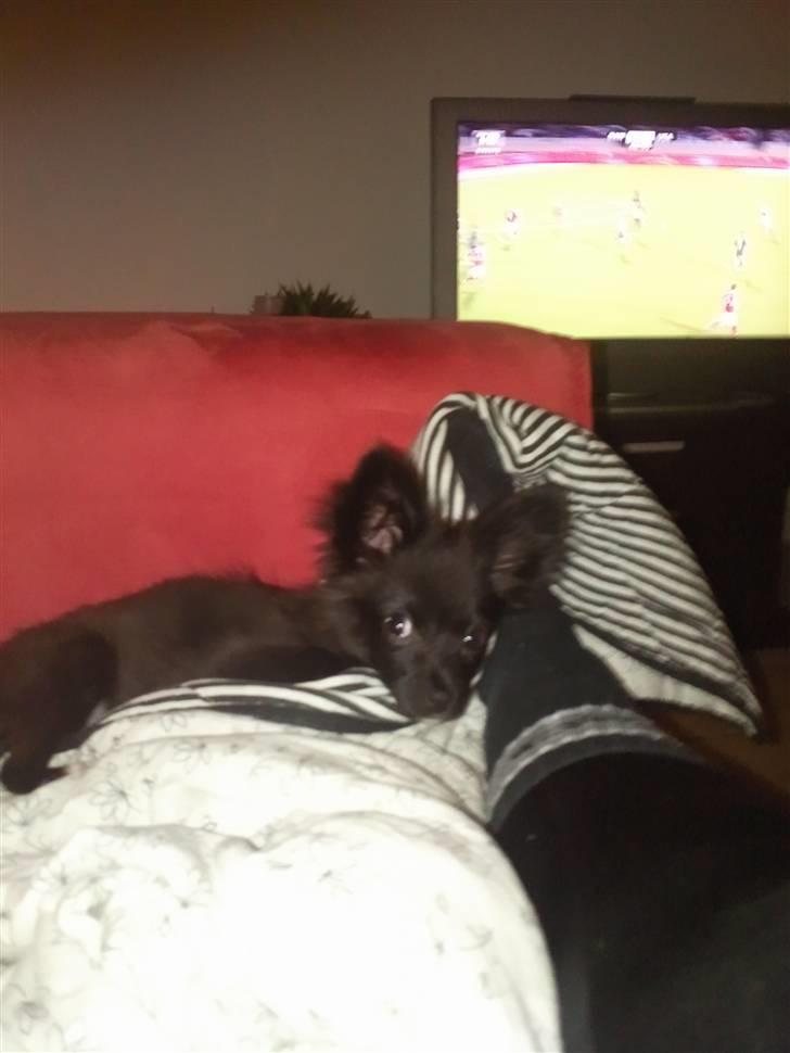 Papillon Lotus billede 6