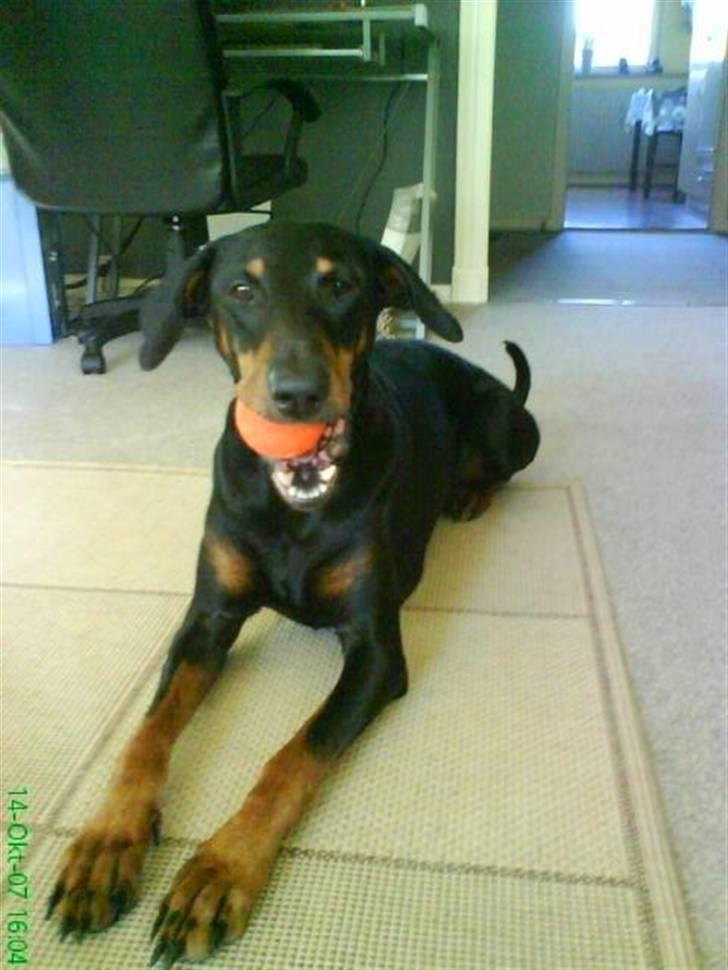 Dobermann Tusca R.I.P. - Tusca  billede 9