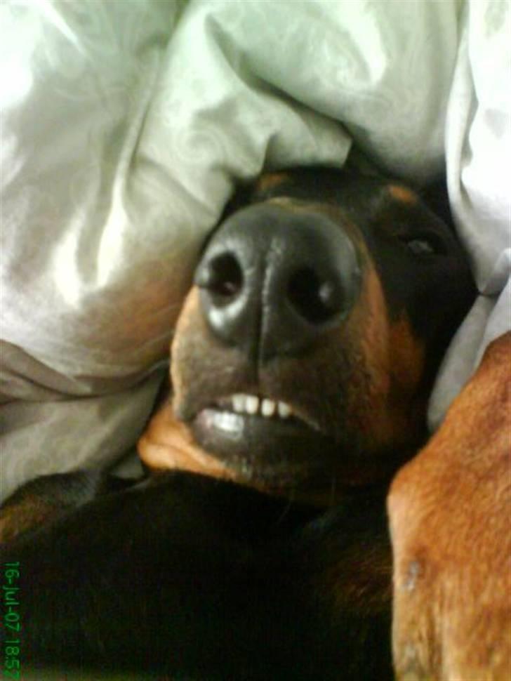 Dobermann Tusca R.I.P. - Tusca´s ynglings stilling :o) billede 10