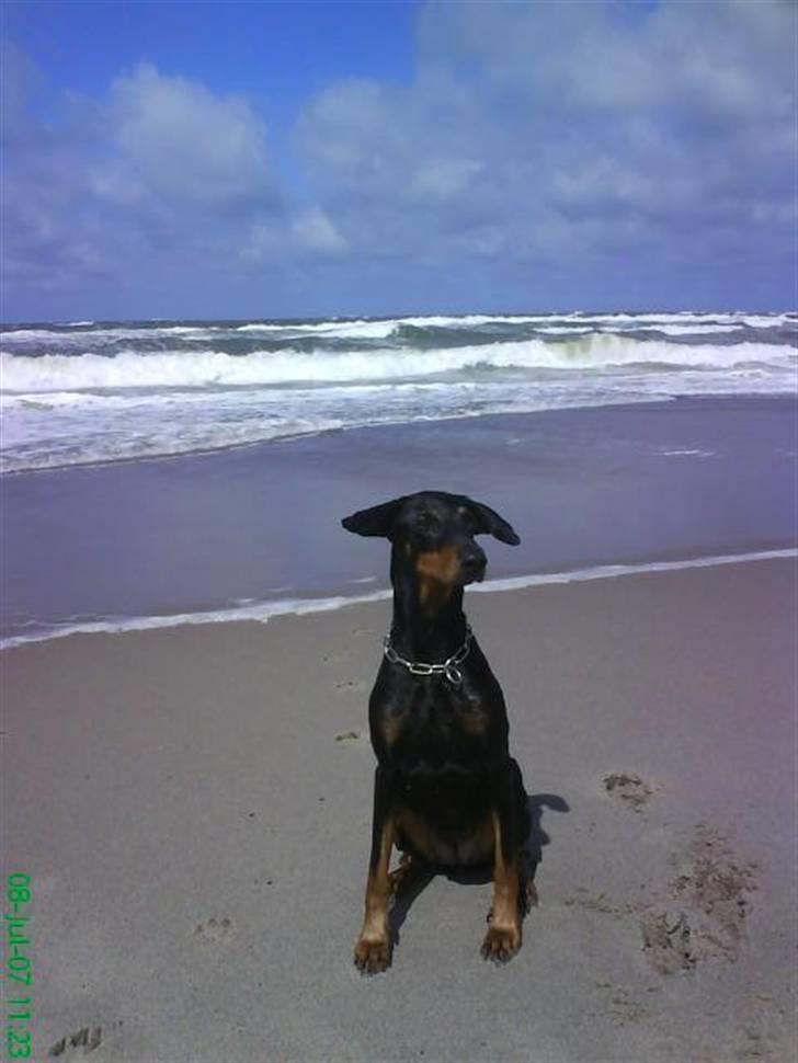 Dobermann Tusca R.I.P. - Tusca ved vesterhavet billede 11