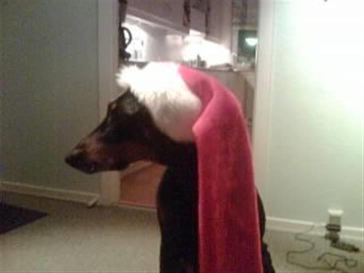 Dobermann Tusca R.I.P. - Tusca som nisse :o) billede 12