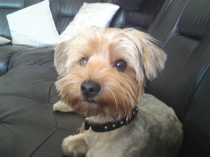 Blanding af racer Hugo - Nu er han 8 mdr gammel & lige blevent klippet ved frisøren billede 13