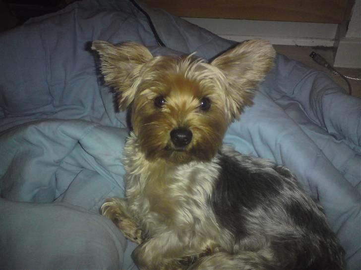 Blanding af racer Hugo - 10 mdr. gammel & ligner stadig en lille bølle men samtidig også ret nuttet billede 14