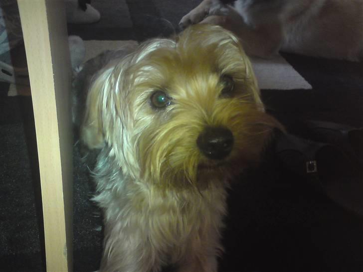 Blanding af racer Hugo - Så kommer vi lige igen med de nuttede ansigter, Især hunde øjnene billede 15