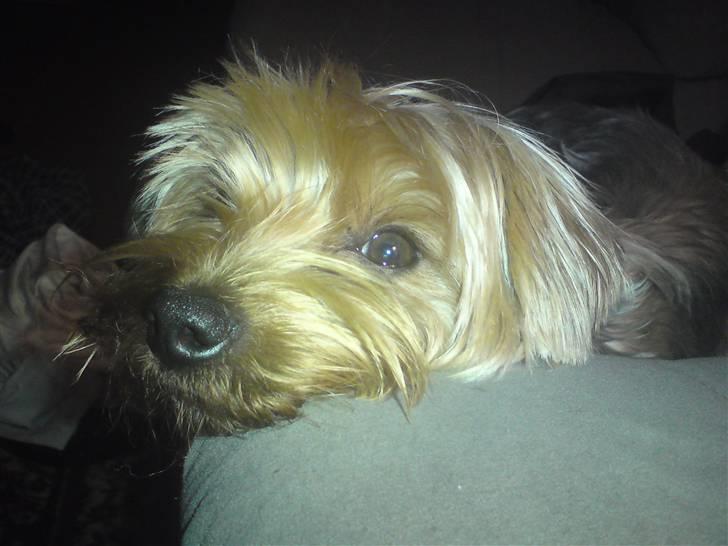 Blanding af racer Hugo - Suk suk mor & far sidder & spiser noget billede 16