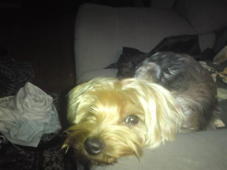 Blanding af racer Hugo - Så tager jeg lige en afslapnings time billede 17