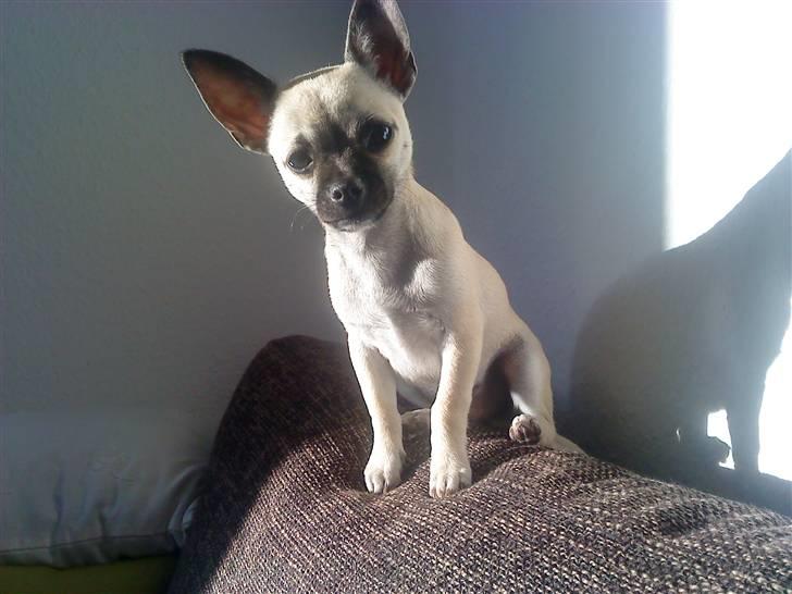 Chihuahua Loui - Når man er lille må man sidde overalt... billede 1