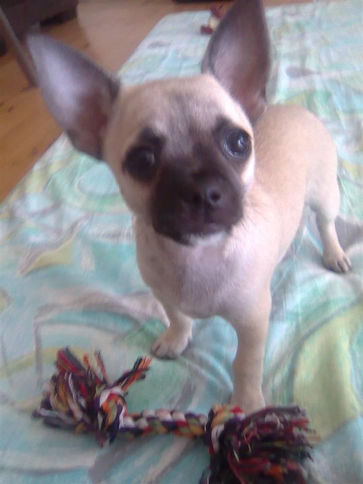 Chihuahua Loui - "var det mig du kaldte på" billede 2
