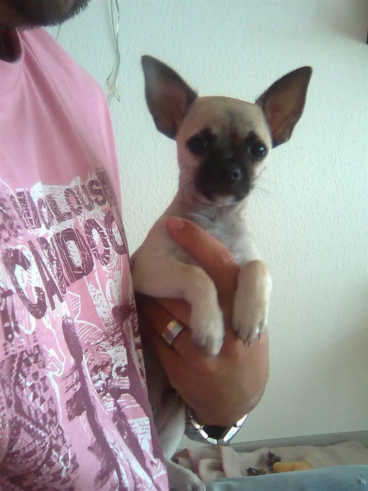 Chihuahua Loui - En af de første dage vi havde ham... billede 3