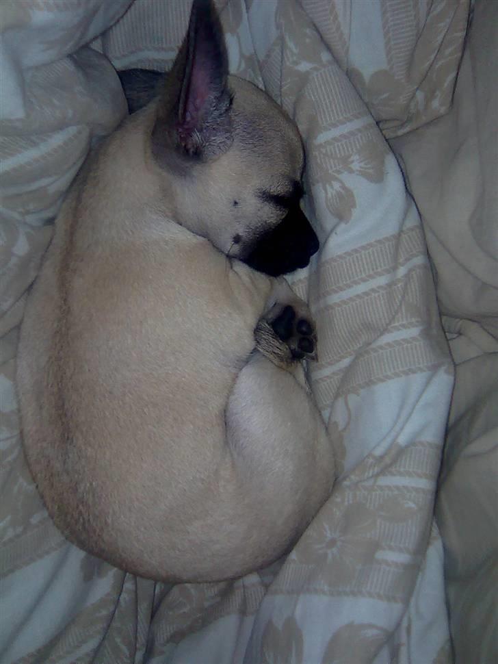 Chihuahua Loui - Puttetrolden! billede 4