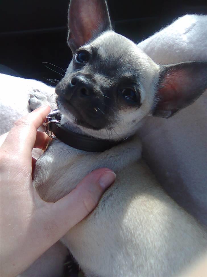 Chihuahua Loui - På køretur billede 5