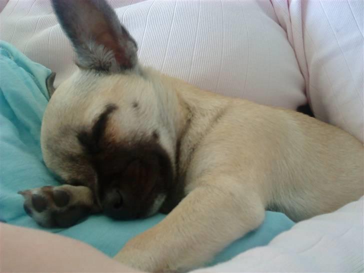 Chihuahua Loui billede 6