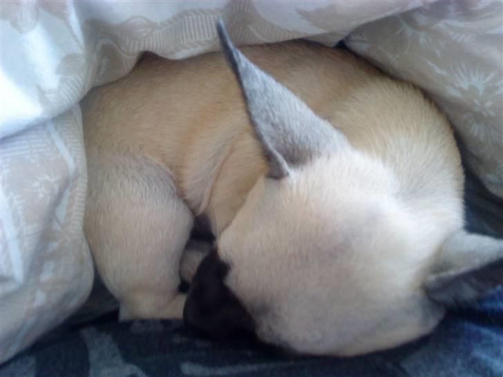 Chihuahua Loui - Åhhh... Lille pus ;) billede 7