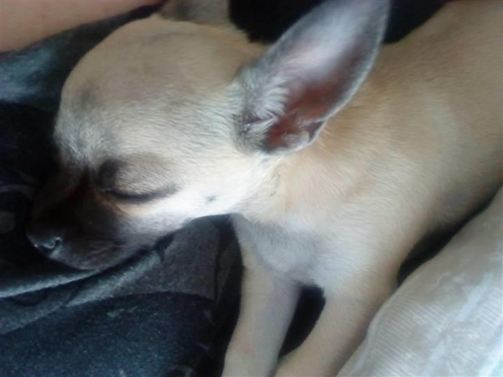 Chihuahua Loui billede 8