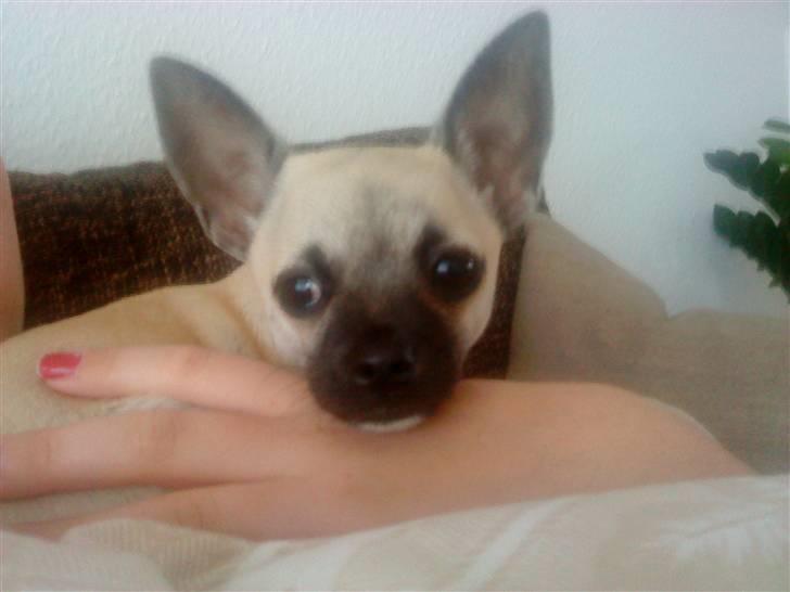 Chihuahua Loui - min smukke hund... billede 9