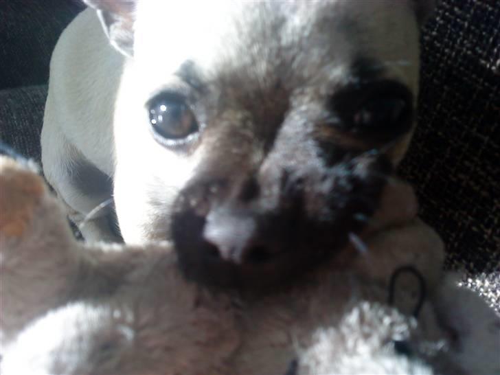 Chihuahua Loui - Loui med sit yndlings legetøj - En lille tøjelefant/ Fanten... billede 10