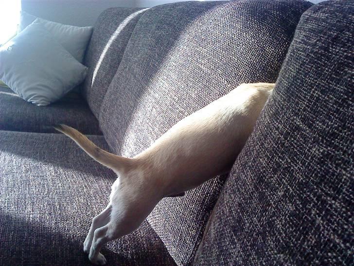 Chihuahua Loui - Fanten var faldet ind mellem puderne.... billede 11