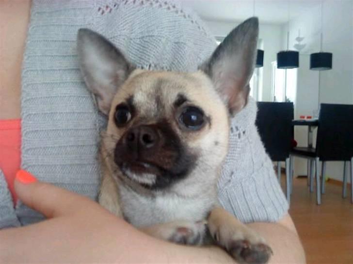 Chihuahua Loui - De vokser så hurtigt... :) billede 12