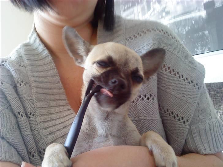 Chihuahua Loui - Vi børster li som runde nuller, så får vi nemlig ingen huller... Hurra :) billede 13
