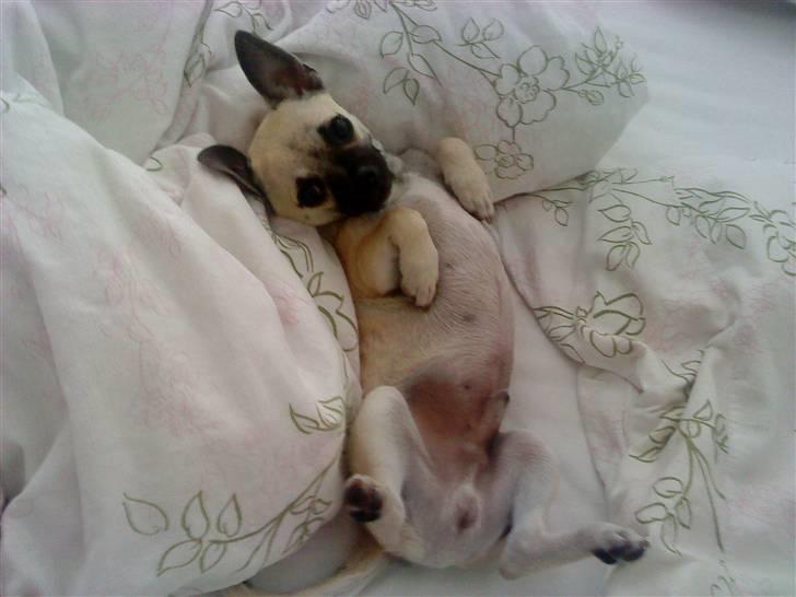 Chihuahua Loui - Loui ligger tit på ryggen, og elsker at blive kløet på maven... billede 14