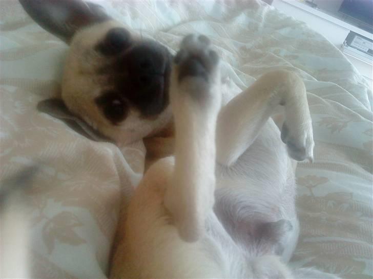 Chihuahua Loui - Bandit... billede 15