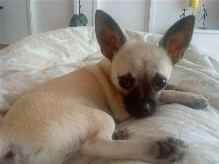 Chihuahua Loui - "Det var ikke mig der væltede blomsten og tog jord med op i sofaen..." billede 16