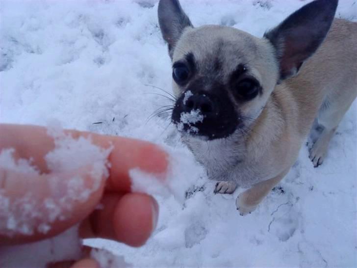 Chihuahua Loui - Sne er dejligt!!! billede 17