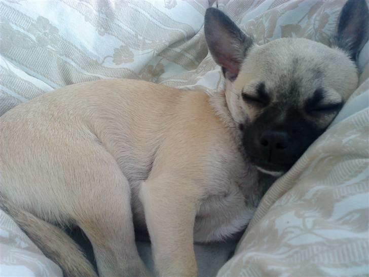 Chihuahua Loui billede 18