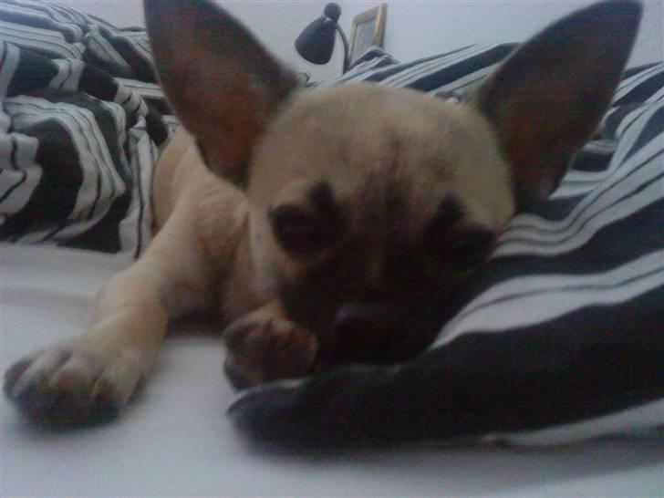 Chihuahua Loui - Han stjæler min hovedpude med det samme han kan... billede 19
