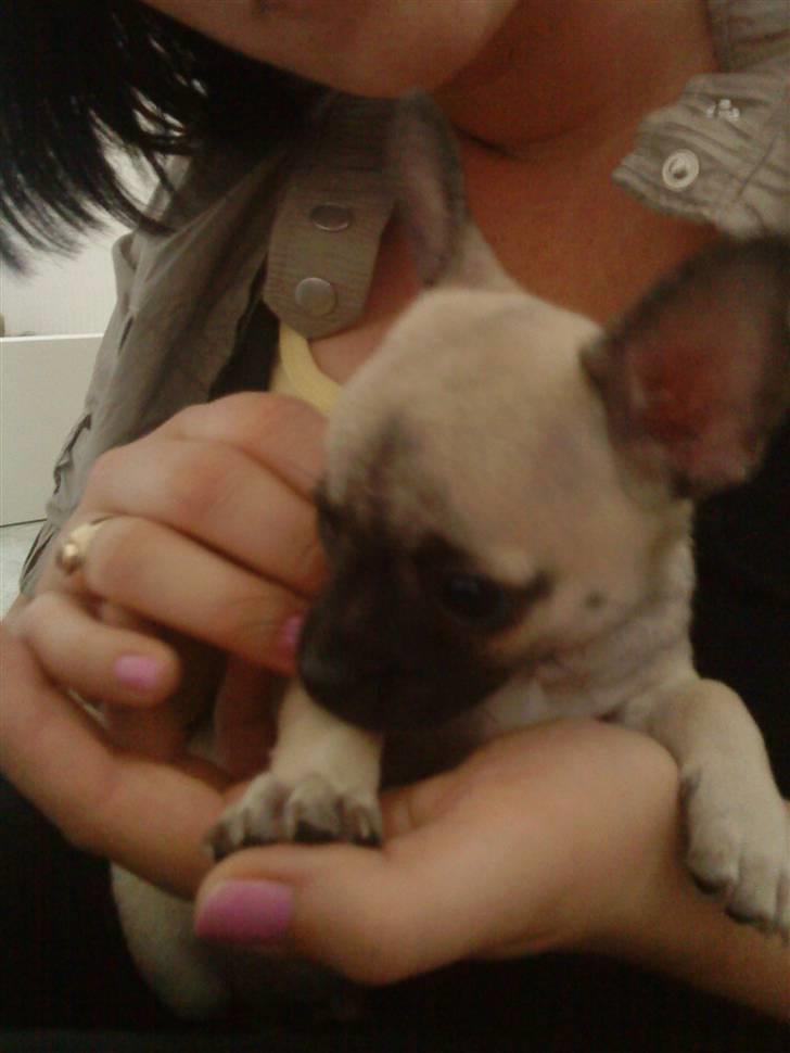 Chihuahua Loui - Før vi fik ham... åh han var så lille billede 20