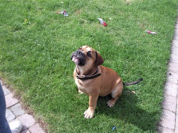 Olde english bulldogge Eddie billede 9
