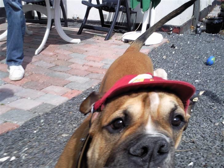 Olde english bulldogge Eddie billede 10