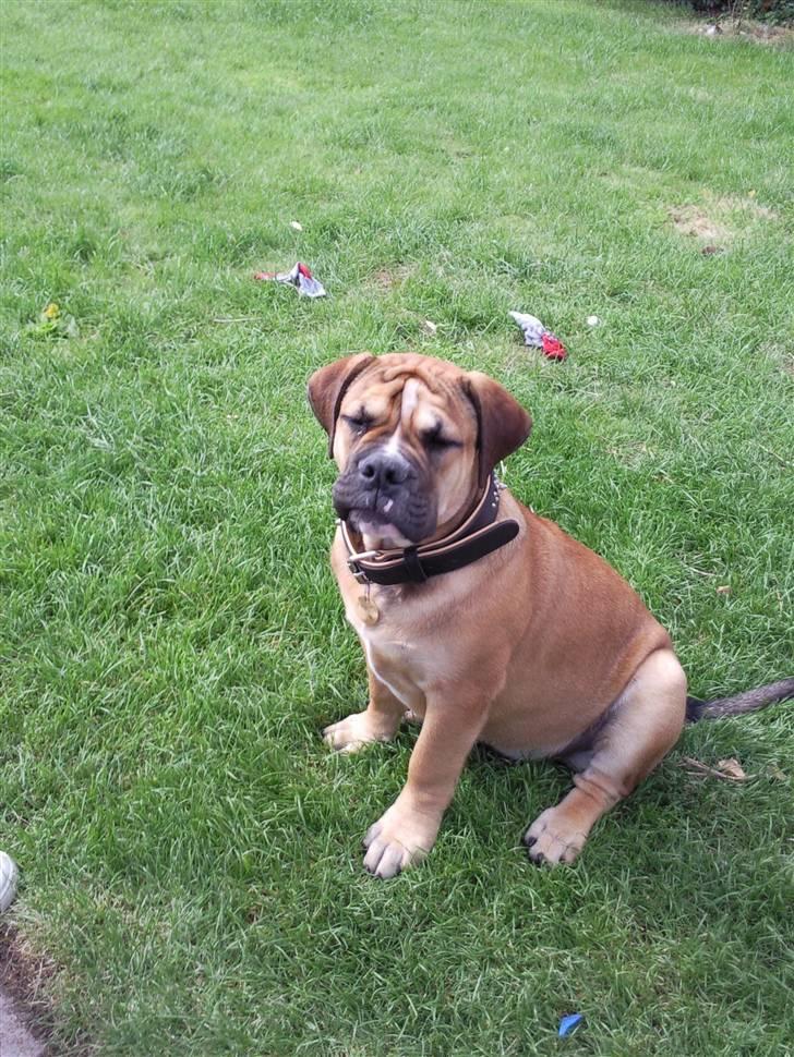 Olde english bulldogge Eddie billede 11