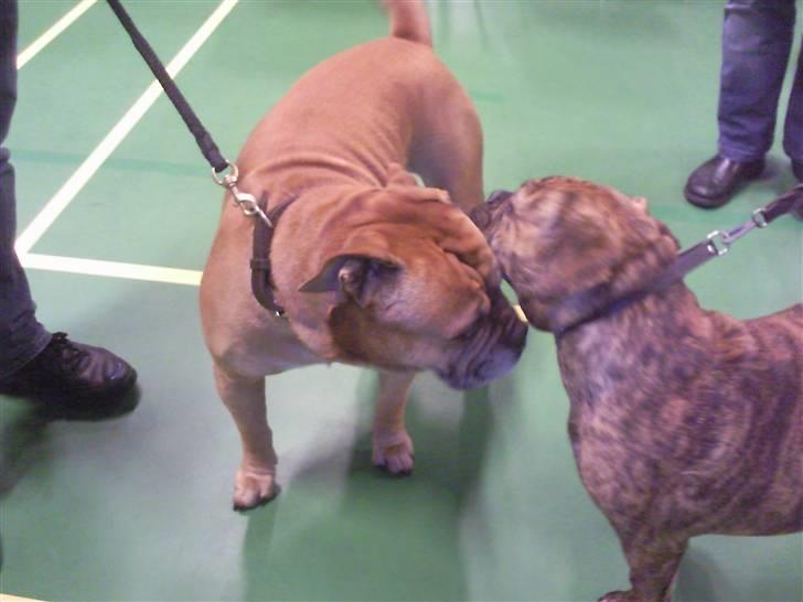 Olde english bulldogge Eddie billede 14