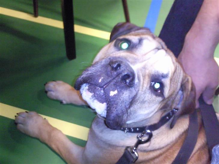 Olde english bulldogge Eddie billede 15