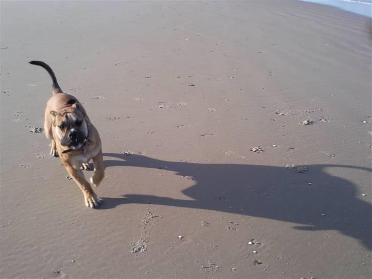 Olde english bulldogge Eddie billede 16