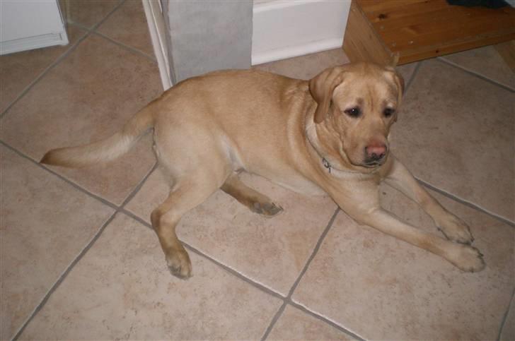 Labrador retriever Buster (himmelhund) billede 3