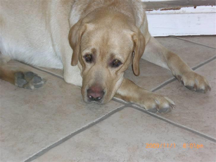 Labrador retriever Buster (himmelhund) - Meget træt efter en dag på jagt. billede 4