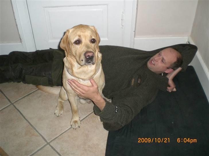 Labrador retriever Buster (himmelhund) billede 5