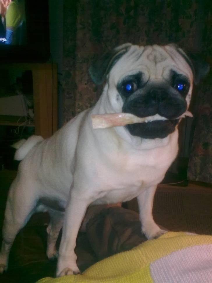 Mops Laban - skal vi lege? Du kan jo prøve at tage mit kødben. billede 1