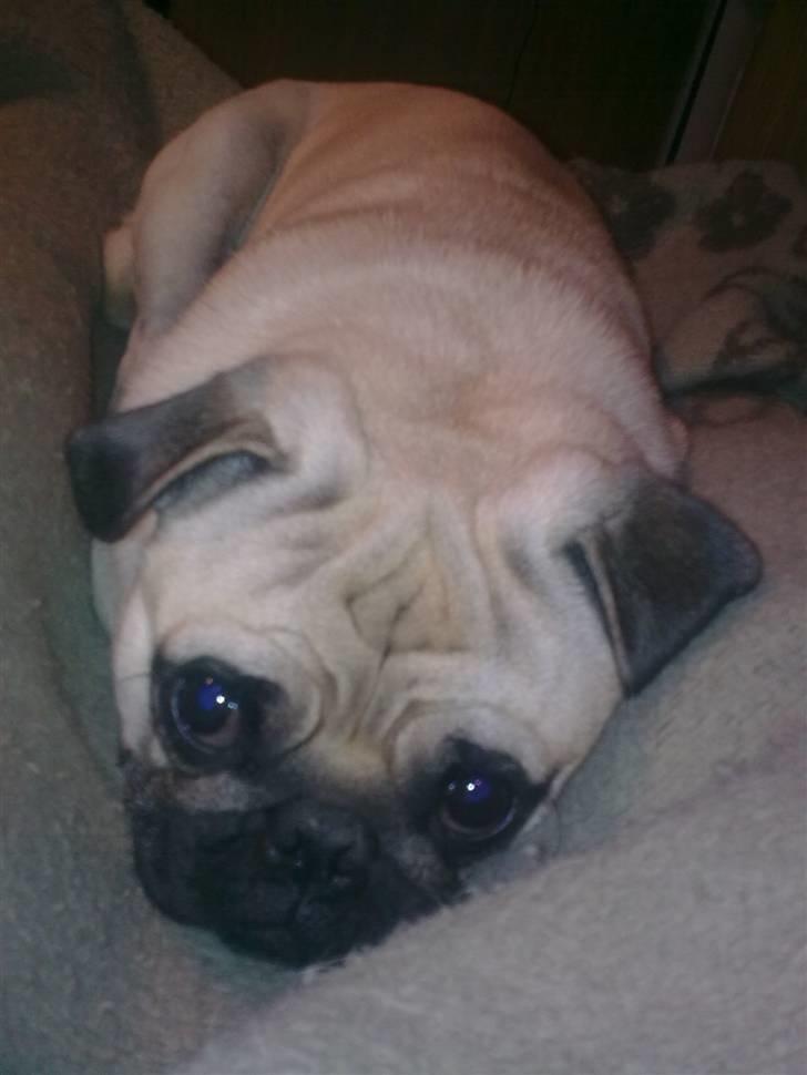 Mops Laban - Er jeg ikke nuttet? billede 2