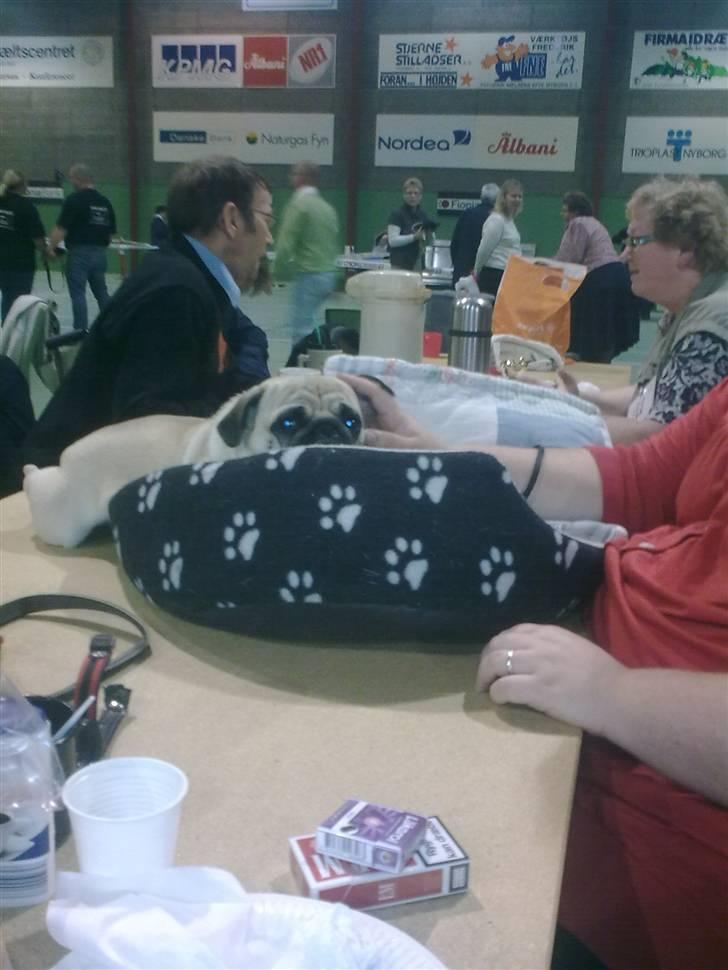 Mops Laban billede 3