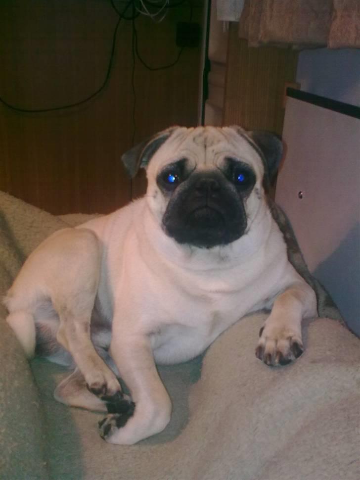 Mops Laban billede 4