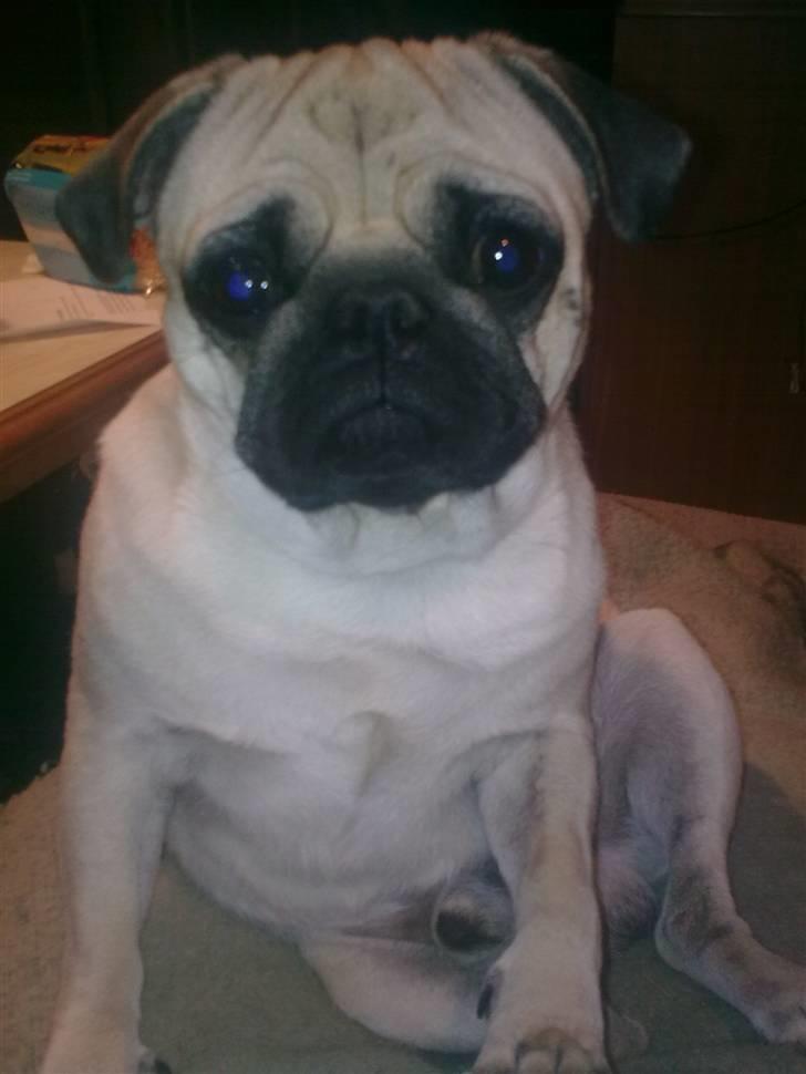 Mops Laban - Hvad er det du siger til mig mor? billede 5