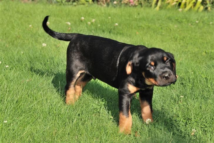 Rottweiler Amaroq billede 1