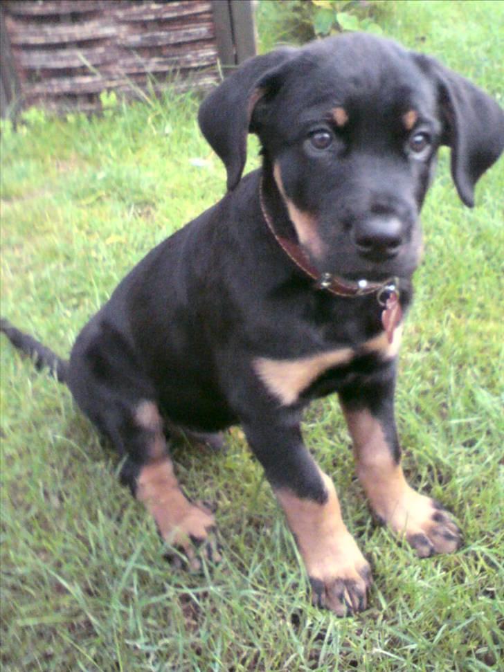 Rottweiler Amaroq billede 2