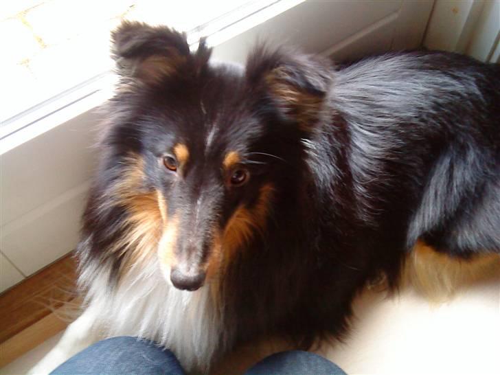 Shetland sheepdog coco billede 7