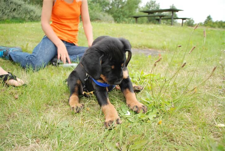 Rottweiler Amaroq billede 4