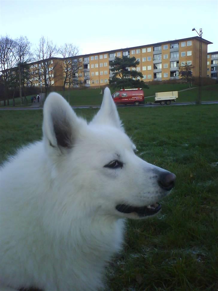 Samojedhund Felix<3solgt til internat - ELSKER DIG SKATZ<3 DU FYLDER HELE MIT HJERTE <33 billede 1