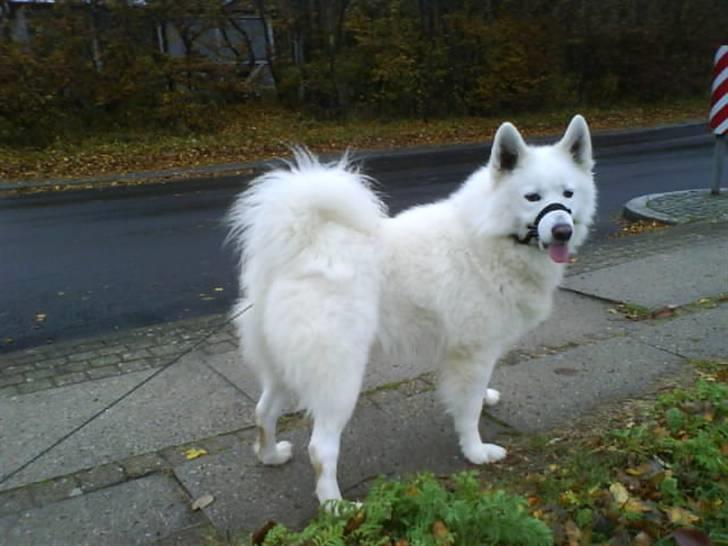 Samojedhund Felix<3solgt til internat billede 2